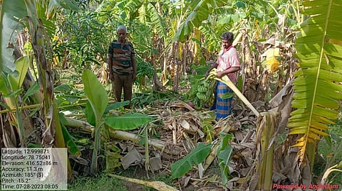 வாழை மரங்களை சூறையாடிய ஒற்றை யானை