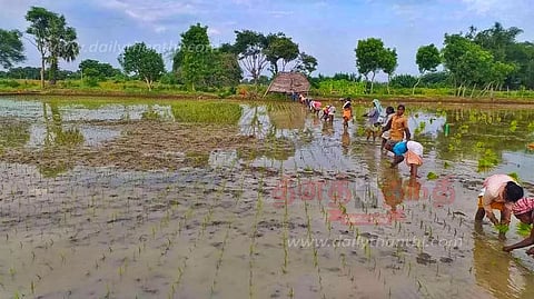 குறுவை சாகுபடி பணியில் விவசாயிகள் மும்முரம்