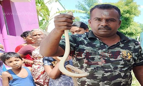 கடையம் அருகே வீட்டுக்குள் புகுந்த பாம்பு பிடிபட்டது
