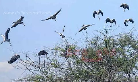 சக்கரக்கோட்டை சரணாலயத்தை விட்டு நகராத பறவைகள்