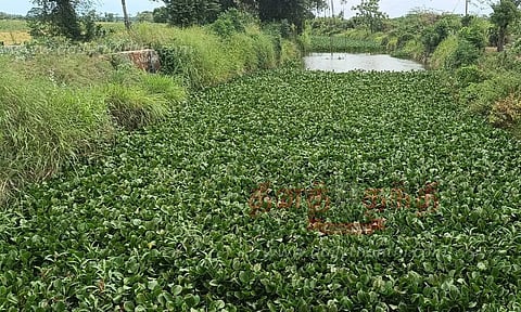 சுள்ளான் ஆற்றில் வெங்காய தாமரை செடிகளை அகற்ற வேண்டும்