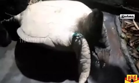 இலங்கையில் இறைச்சிக்காக பதுக்கி வைத்திருந்த ஆமை மீட்பு