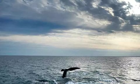 அட்லாண்டிக் பெருங்கடல்