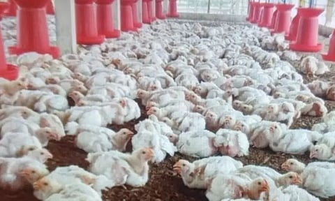 கறிக்கோழி கொள்முதல் விலை அதிகரிப்பு