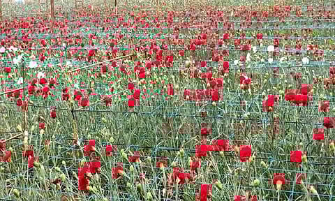 கொய்மலர் விலை வீழ்ச்சி; விவசாயிகள் பாதிப்பு