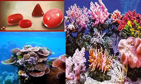 நோயில் இருந்து காக்கும் பவளம்