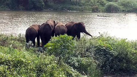 மண்டியாவில் காட்டுயானைகள் கூட்டம் தொடர் அட்டகாசம்
