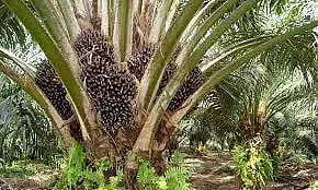 எண்ணெய் பனைகன்று நடவு விழா