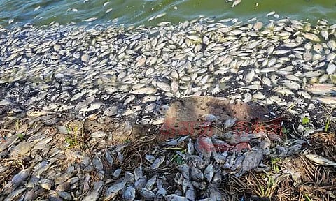 பாகூர் ஏரியில் செத்து மிதக்கும் மீன்கள்
