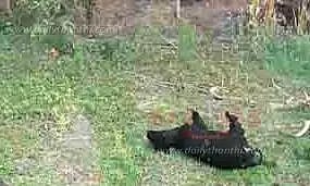 தீயில் கருகி 7 மாடுகள் பலி