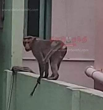 கவுந்தப்பாடியில் வீடுகளுக்குள் புகுந்து குரங்குகள் அட்டகாசம்