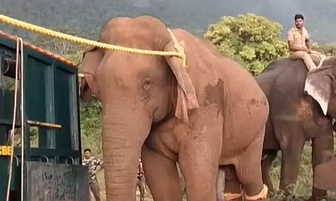 பொள்ளாச்சி அருகே மக்கள், விவசாயிகளை அச்சுறுத்தி வந்த மக்னா யானை பிடிபட்டது