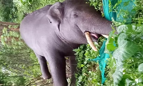 சோமவார்பேட்டையில் மின்வேலியில் சிக்கி காட்டு யானை செத்தது