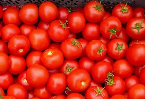 தக்காளி விலை மீண்டும் கிடுகிடு உயர்வு: பெங்களூருவில் கிலோ ரூ.160-க்கு விற்பனை