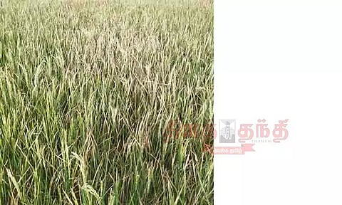 தண்ணீர் பற்றாக்குறையால் கருகும் பயிர்கள்