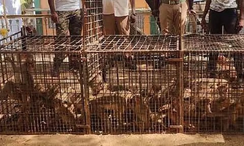 அட்டகாசம் செய்த குரங்குகள் கூண்டில் சிக்கின