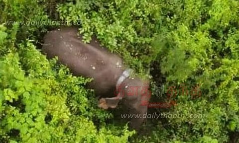 மக்னா யானையை இரவு, பகலாக கண்காணிக்கும் வனத்துறையினர்