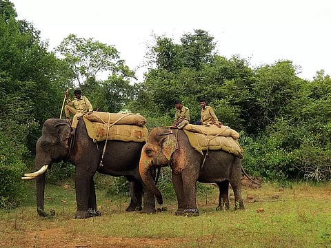 கொள்ளேகால் சிறுவனை தாக்கிய சிறுத்தையை பிடிக்க வனத்துறையினர் தீவிர நடவடிக்கை