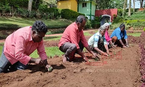 மலர் நாற்றுகள் நடவு