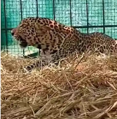 பொதுமக்களை அச்சுறுத்தி வந்த சிறுத்தை, கூண்டில் சிக்கியது