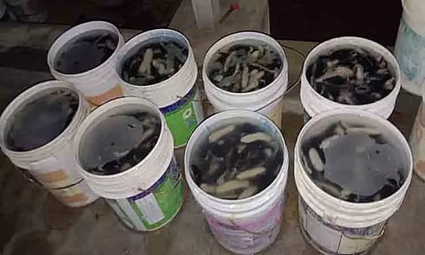 ரூ.3 கோடி கடல் அட்டை