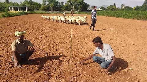 கோலாரை ஏமாற்றிய பருவமழையால் சிறுதானிய சாகுபடி 11,728 எக்டேராக குறைந்தது.