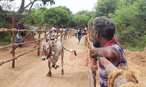 காளை விடும் திருவிழா