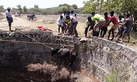 கிணற்றில் விழுந்த பசுமாடு மீட்பு