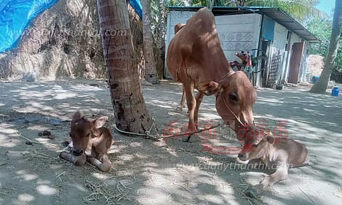 2 கன்றுகளை ஈன்ற பசு