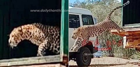 டி.என்.பாளையம் அருகே கால்நடைகளை வேட்டையாடிய சிறுத்தைப்புலி வனத்துறை வைத்த கூண்டில் சிக்கியது
