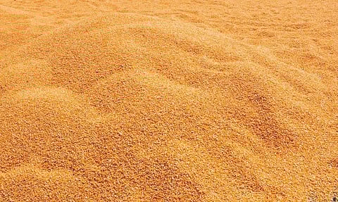 மக்காச்சோளத்துக்கு சீரான விலை கிடைத்து வருவதால் விவசாயிகள் மகிழ்ச்சி