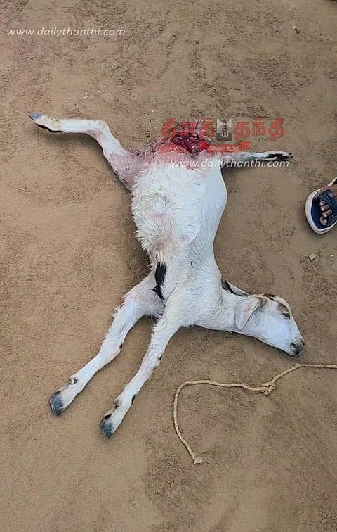 நாய்கள் கடித்து ஆடுகள் சாவு