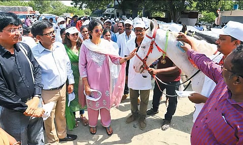 மெரினா சவாரி குதிரைகளுக்கு 'மைக்ரோ சிப்' பொருத்தம்