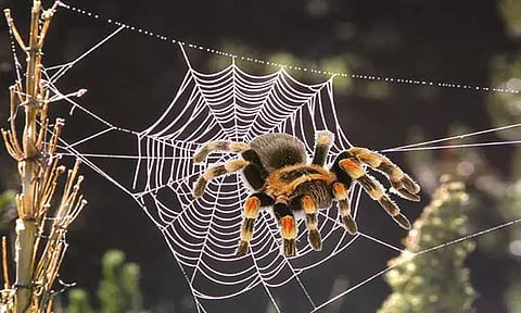 வேட்டையாடும் பெண் சிலந்திகள்