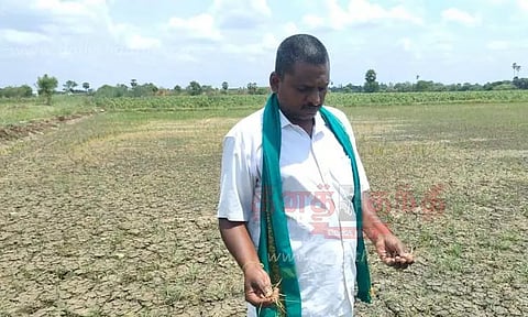 காவிரி நீர் வராததால் கருகும் நெற்பயிர்கள்