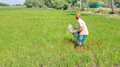 தண்ணீன்றி கருகும் நெற்பயிர்கள்