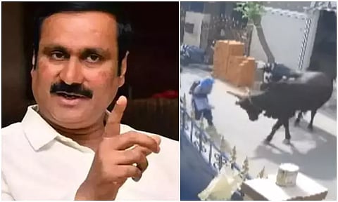 சென்னையில் மாடு முட்டி பள்ளிக் குழந்தை படுகாயம்; கால்நடைகளை கட்டுப்படுத்த கடுமையான நடவடிக்கை எடுக்க வேண்டும் - அன்புமணி ராமதாஸ்
