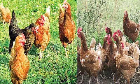 வெள்ளைக்கழிச்சல், அம்மை நோய்களில் இருந்து நாட்டுக்கோழிகளை காப்பது எப்படி?