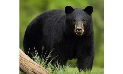 கூடலூர் அருகேமாந்தோப்புகளில் கரடிகள் அட்டகாசம்:விவசாயிகள் கவலை