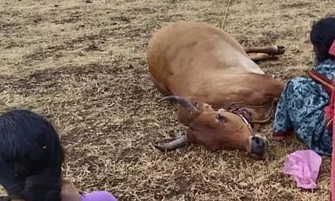 மின்னல் தாக்கி பசு மாடுகள் செத்தன