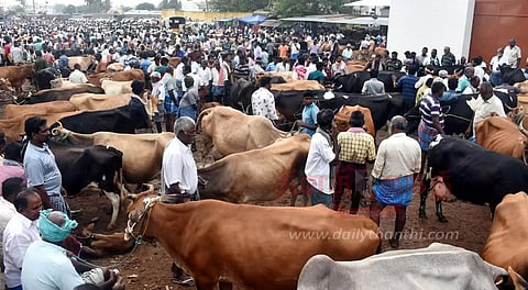 கருங்கல்பாளையம் மாட்டுச்சந்தைக்கு 650 மாடுகள் விற்பனைக்கு வந்தன