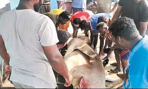 ரூ.75 ஆயிரம் மதிப்புள்ள 350 கிலோ சுறா மீன் காசிமேடு மீனவர்கள் வலையில் சிக்கியது