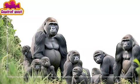 கொரில்லா: அன்பானவை, புத்திசாலியானவை..!