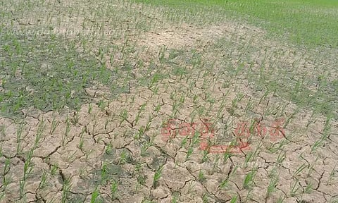 அணையில் இருந்து தண்ணீர் திறப்பு நிறுத்தப்பட்டதால் வாடி வதங்கும் நெற்பயிர்கள்