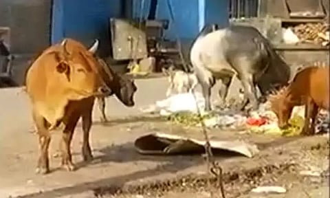 சாலைகளில் மாடுகள் சுற்றித்திரிந்தால் கோசாலைகளுக்கு அனுப்பப்படும் - கோவை மாநகராட்சி நிர்வாகம் எச்சரிக்கை