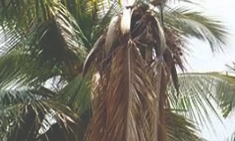 குருத்தழுகல் நோய் பாதிப்பால் தென்னை மரங்கள் பாதிக்கப்பட்டன