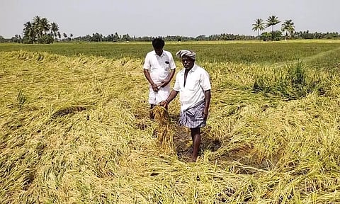 தியாகதுருகம் பகுதியில் பலத்த மழை:200 ஏக்கர் நெற்பயிர்கள் சேதம்விவசாயிகள் கவலை