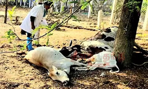 மின்னல் தாக்கி 3 மாடுகள் பலி இழப்பீடு வழங்க கோரிக்கை