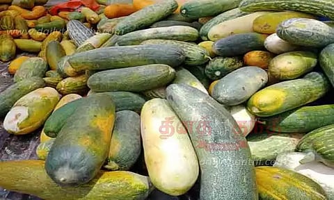 வெள்ளரி பழங்கள் விளைச்சல் அமோகம்