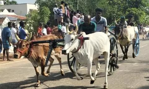 மாட்டு வண்டி எல்கை பந்தயம்